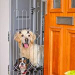 How to Secure Your Dog Kennel: Locksmith Solutions