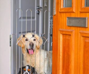 How to Secure Your Dog Kennel: Locksmith Solutions