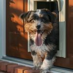 The Importance of Installing a Smart Lock on Your Dog Door